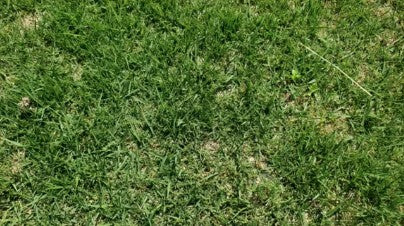 土が元気になる芝生目土を使った側の芝生。葉が密に茂っている