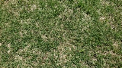 一般的な目土を使った側の芝生。葉がまばらで地面が見える